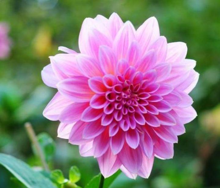 财源|几种花自带财运,养家里一盆,财源广进,好运滚滚来