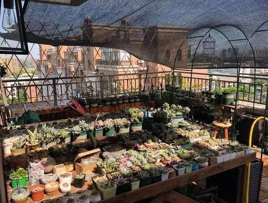 盆栽多肉植物，该如何养出好状态紧抓4方面，长个快、不黄叶