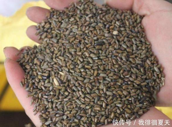  排便总是很困难不妨常吃4种食物，排便会变得更顺畅