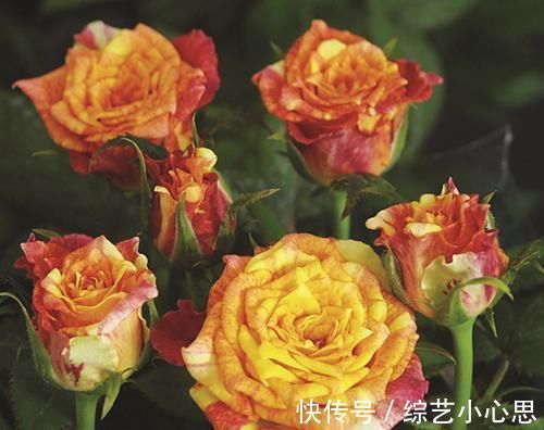 花朵|最惊艳的3种花,花朵奇特美丽,花期超长,扦插就能活