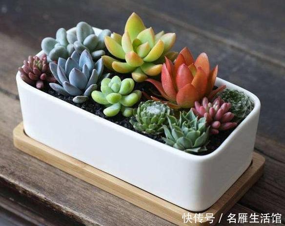 盆栽多肉植物别养它们,外表靓丽、茎叶藏毒,对孩子、宠物不利