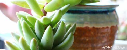 养多肉千佛手,记住4点,一棵长成一大盆,养成垂吊状,漂亮!