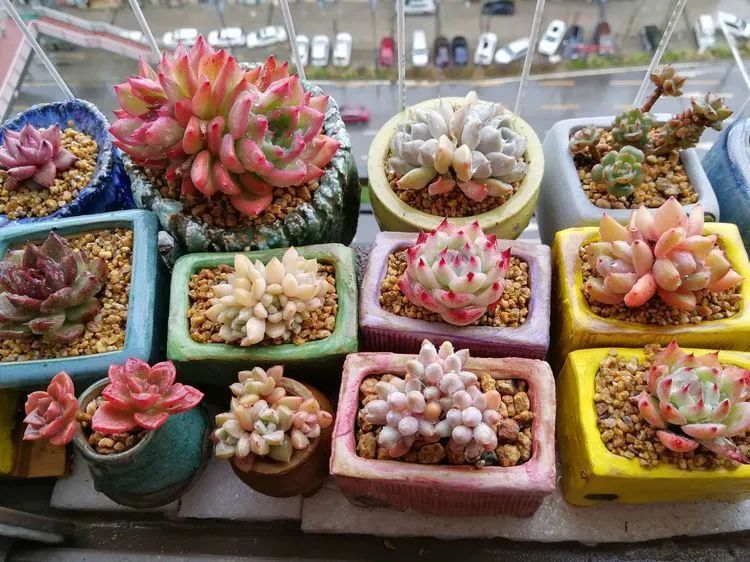 养多肉两年,200多盆养死的不到10盆,记录点点滴滴!