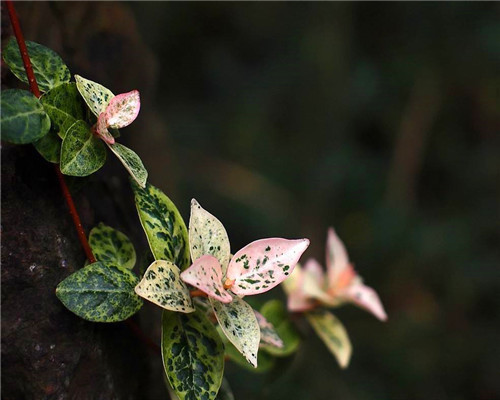植物|盆栽络石如何养教你3个养护络石的妙招,花开清雅芬香四溢