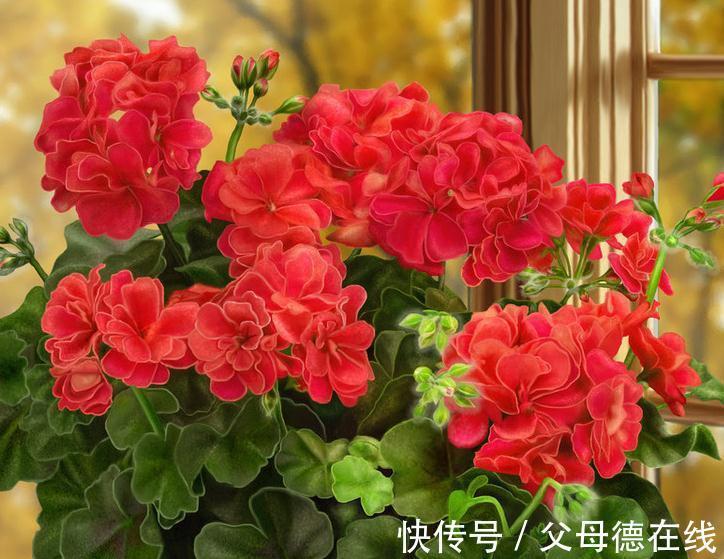 如果家里只能养一种花,那就是它,花开四季,花多爆盆