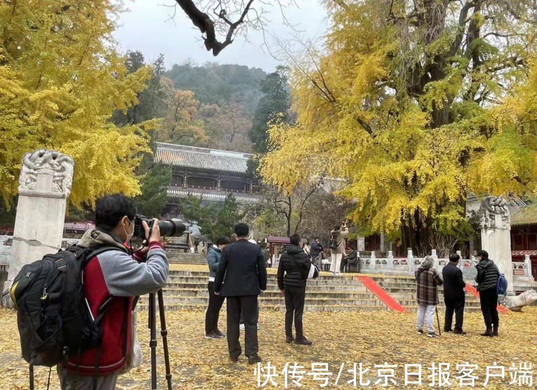 帝王树|一叶知秋！潭柘寺千年银杏树进入最佳观赏期