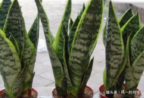 这3种花,越浇水就越黄叶,养一盆死一盆!真是懒人养的花