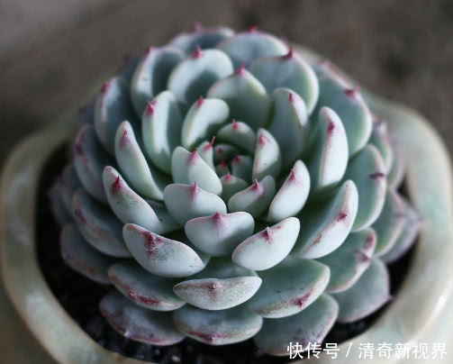 蓝石莲|多肉蓝姬莲怎么养更艳丽教你3个盆栽小妙招,养出最美的蓝姬莲