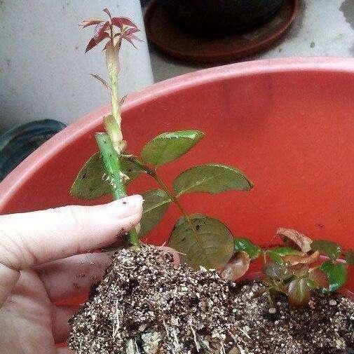 扦插月季学会5种方法,一个“窍门”全能活,小苗“泛滥”,变成月季园