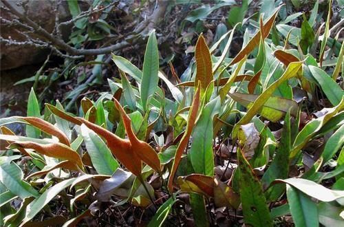 用处|人称“金汤匙”，根茎横着走，民间用处大，遇到别拔掉