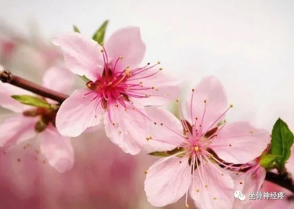 坐骨神经痛|常见的坐骨神经痛的锻炼方法