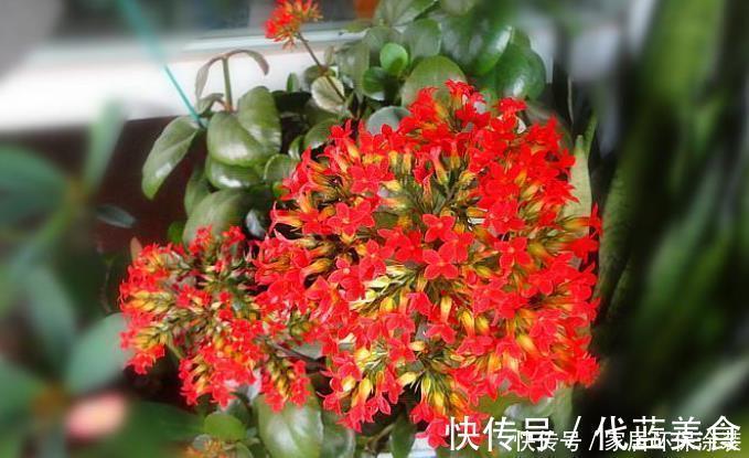 养不死的长寿花品种，因为“好养”被淘汰，新手养最合适！