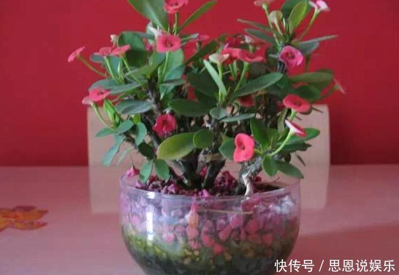 盆栽虎刺梅,日常这么养,才能爆出一大片小花!