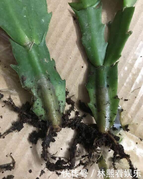 施肥|秋季蟹爪兰根茎腐烂开花少教你“2法”,蟹爪兰一年最少开花3次