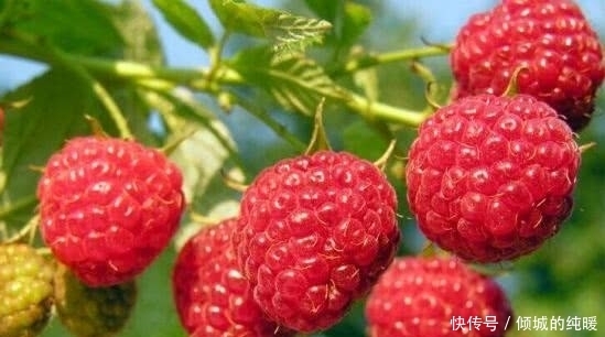 山里隨處可見的野果,為什么這么被中醫看重?