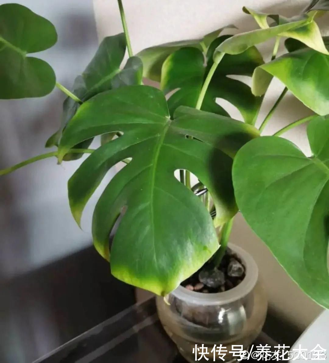 半死不活的花，扔水里，突然长疯了