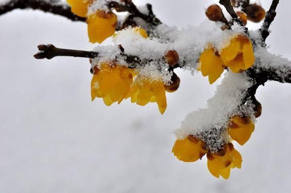 瘟君@诗词:鬓雪未教飞客梦，心霞翻觉眷诗人