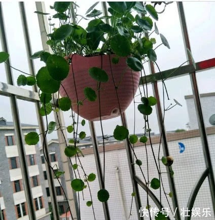 养绿萝、铜钱草,学会关键1招,叶子油绿长得旺,呼呼爆成绿瀑布