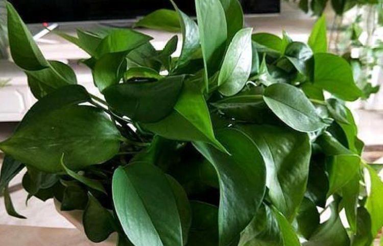 “3种花”超好养,枝叶漂亮、净化空气,家里变得天然氧吧