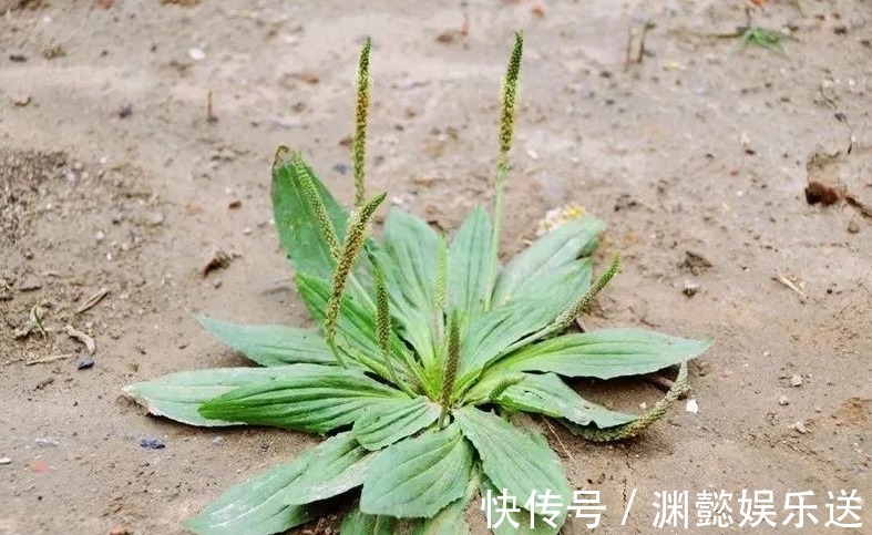 妙用|一味车前草,治病有奇效!9大顶级妙用,能治9种病症,不可不知!
