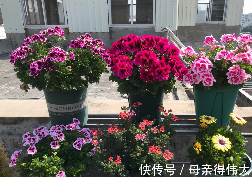 养花牢记“3口诀”,啥花都能养好,阳台变花园,四季花不败