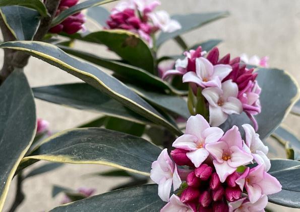 11种花一定不要再修剪，剪了影响开花，别大意