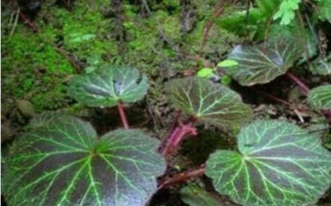 虎耳草|农村田边没人要野草,却是治疗中耳炎的良药,现在知道还不迟