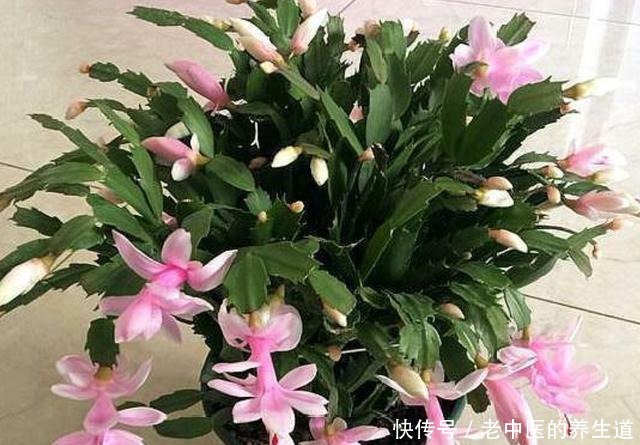 想蟹爪兰二次开花,遇见这两种叶片快掐掉,再次开花同样满枝头!