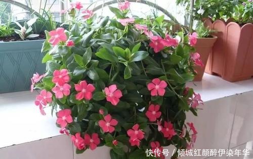 你丢掉的垃圾，我用来养花，一分钱不花，绿萝君子兰长得绿油油！