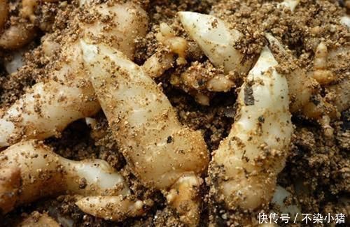 野草|山里人称“一根棍”的野草,根茎珍贵,城里1000块钱一斤买断货