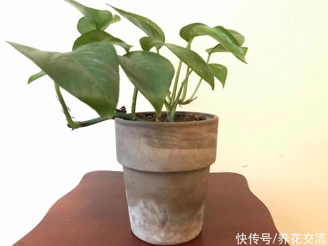  花盆|土壤结块，土面泛白，难怪植物会叶黄枯萎，教你一招轻松解决