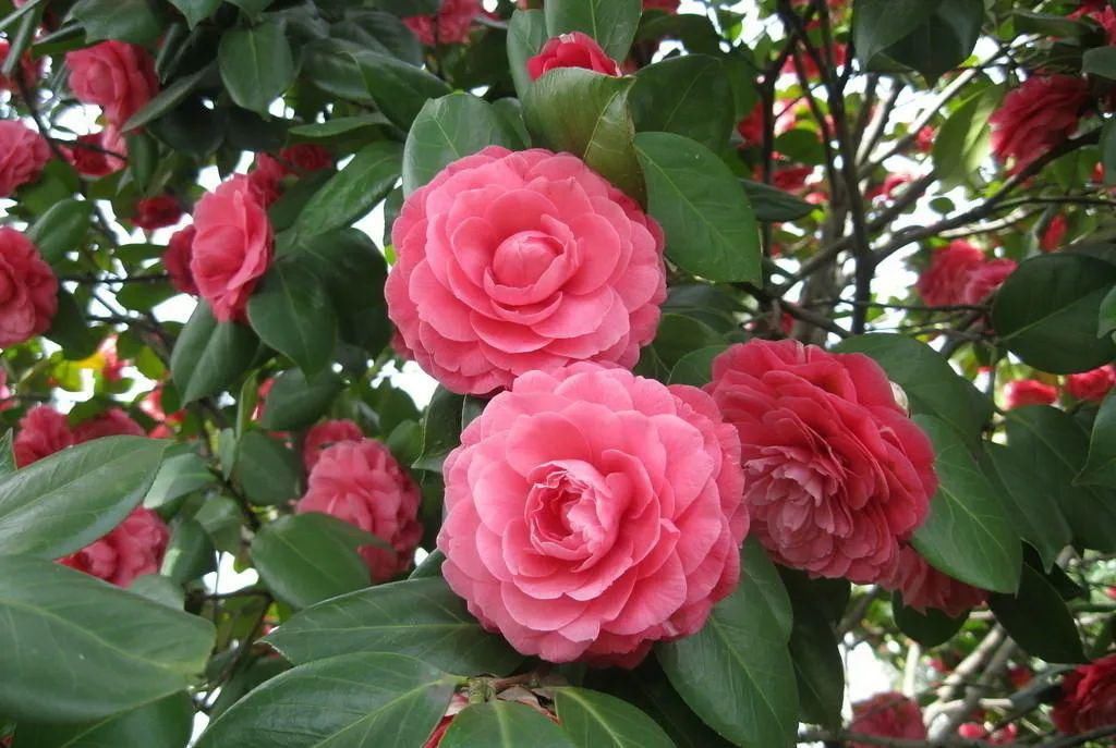 绿色种养——开入百姓家的贵族之花