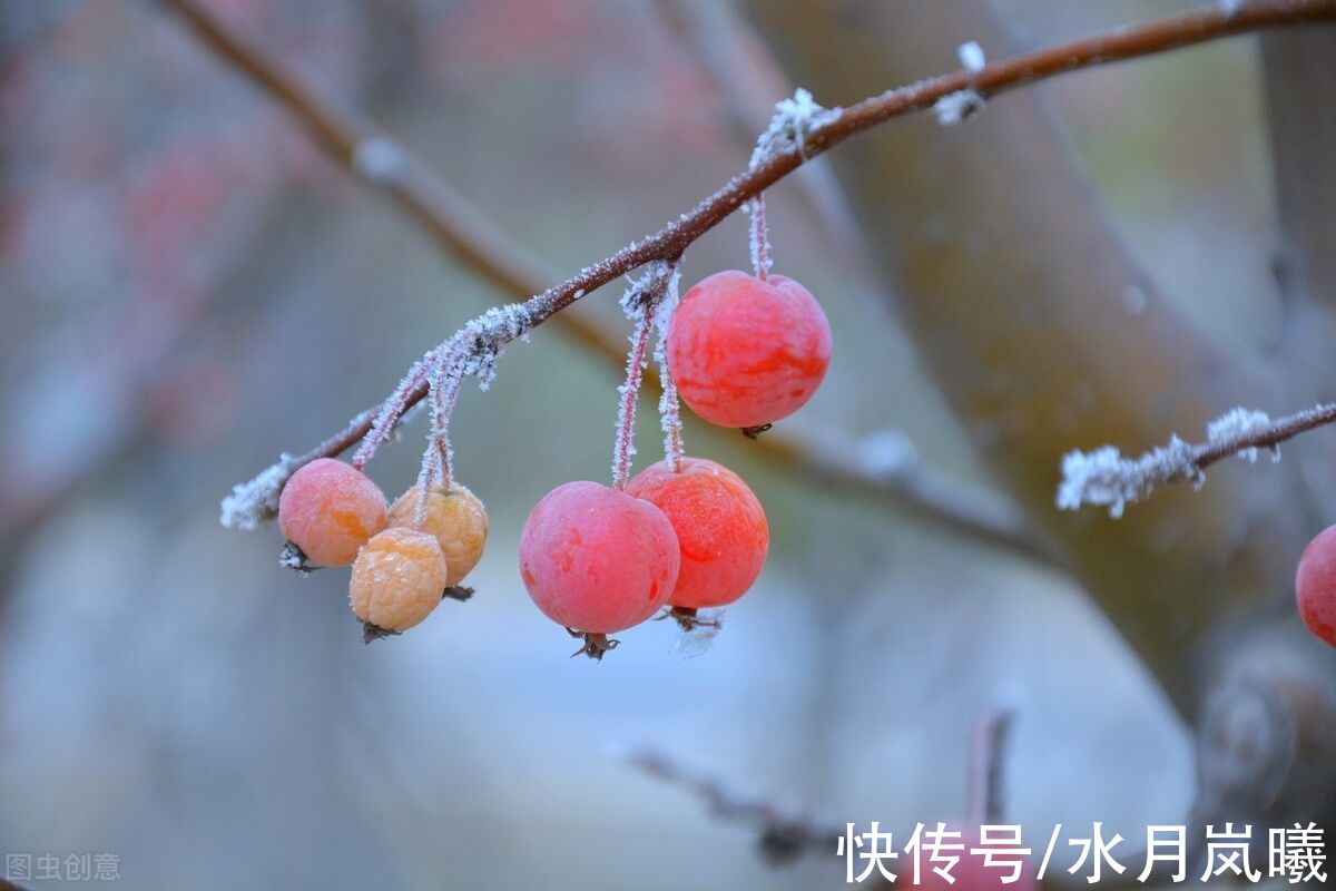 冬未央$心若无尘，落雪听禅，三千繁华凉到底，一叶菩提一叶心