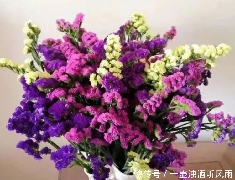 绿萝|4种花给点水就呼呼长，不仅名字好听，花也超美，漂亮好养！