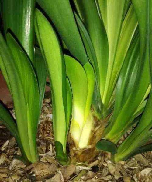 君子兰用这两个方法繁殖,长得快,成活率高