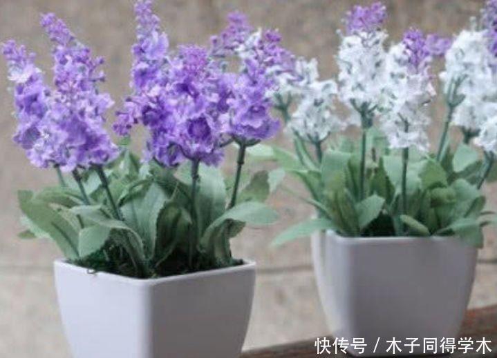 4种花超美的,四季繁花似锦,养在家里美得让人毫无抵抗力