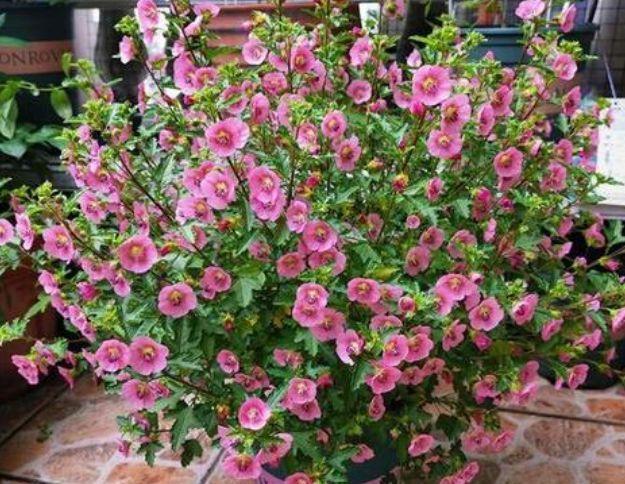 4种花超漂亮,个个美出状态,开花多,不费事就能养好!