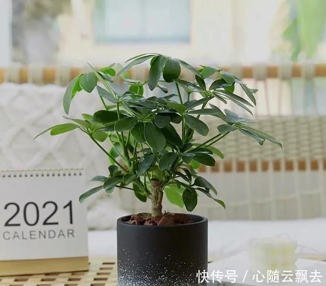 快过年了,6种“招财树”不能少,家里养几棵,招福又招财