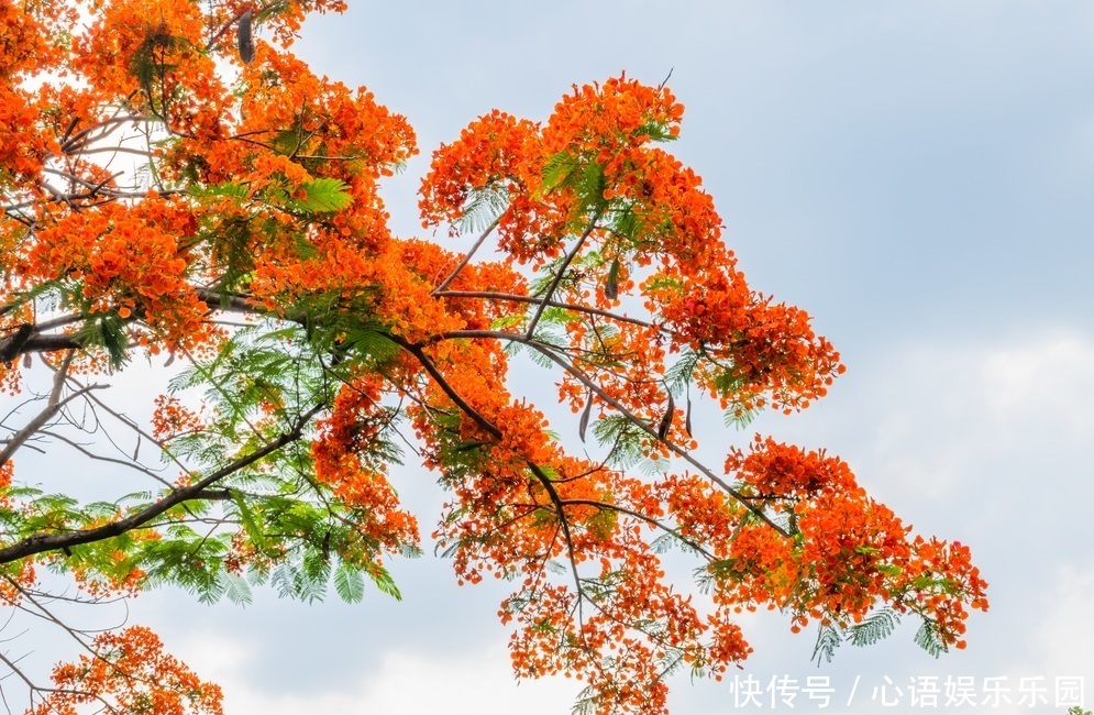 此花所代表的是离别,虽然也是思念的花,但却总是被人遗忘