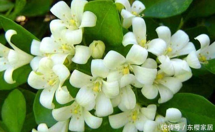 爆盆|几种超香的花卉,好活易爆盆,花色柔美,花朵烂漫迷人