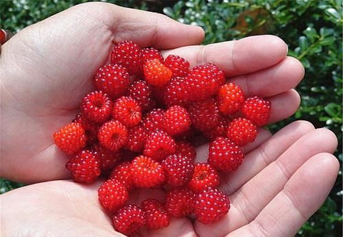 春天不想没精神，多吃的食物，清心泻火，清热除烦，预防身体衰老