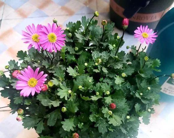 花开败后,手痒剃了个头,剃完就开花,一直剪一直开!