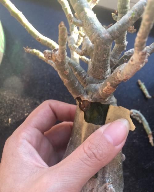  忽略|忽略了两个问题，沙漠玫瑰还没开花就掉落了