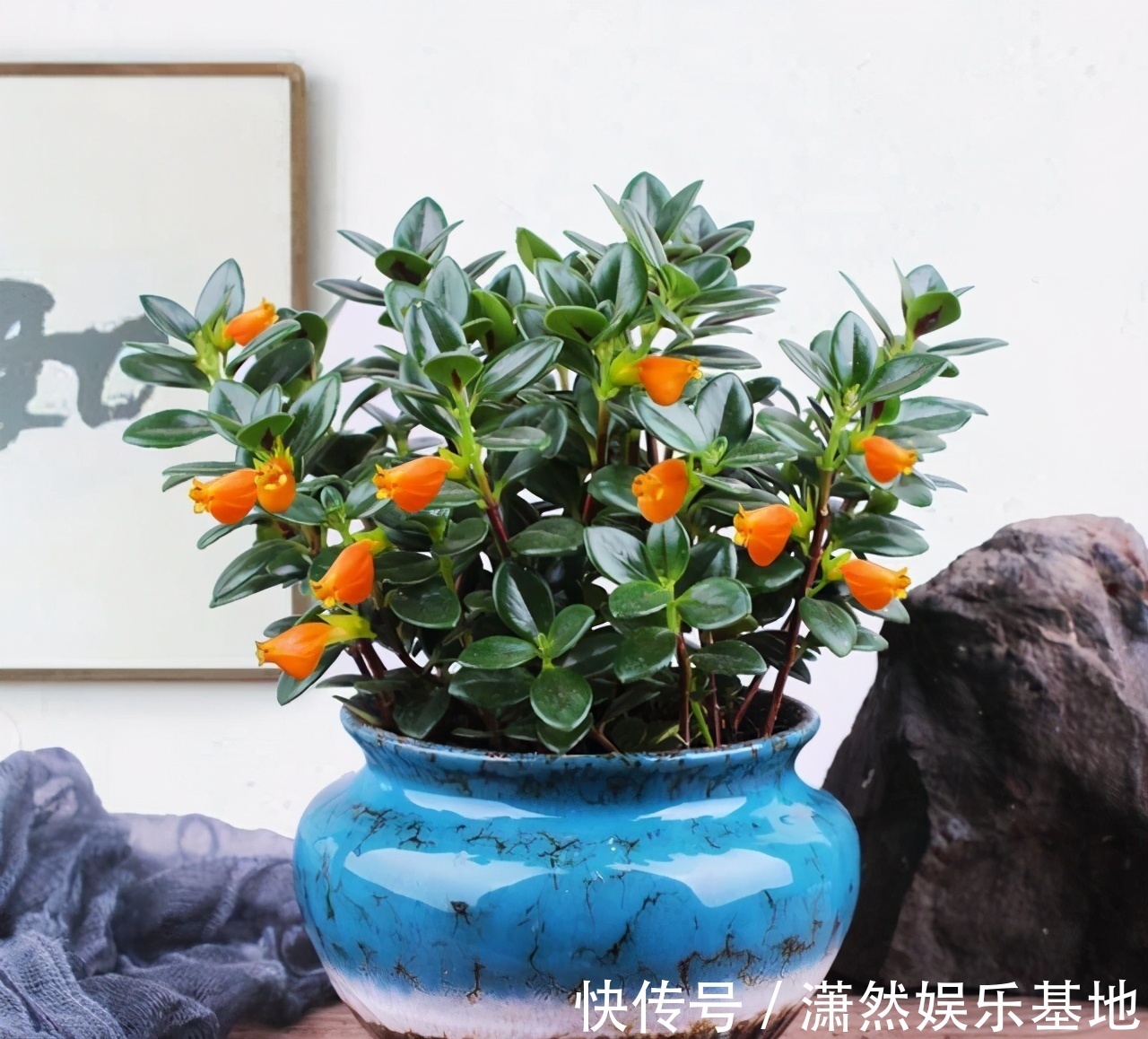 8种“漂亮花”,都可以扦插,剪个枝条就成活,省下很多钱