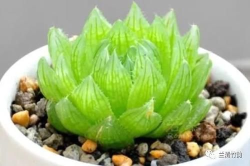 多肉樱水晶怎么授粉