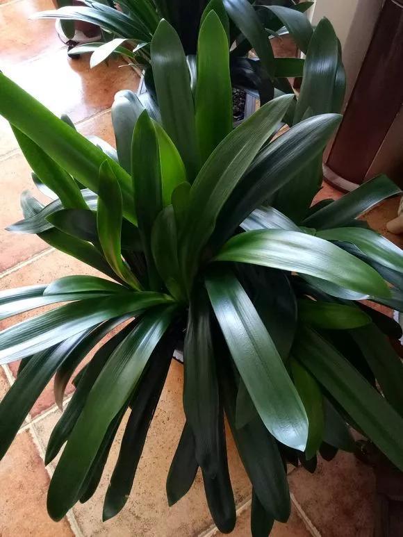 氮肥|君子兰长得太慢学几招,叶子猛长花开不断,美翻天!