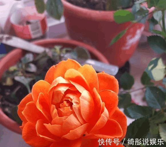 盆死|别再用过期的啤酒浇月季了,浇1盆死1盆