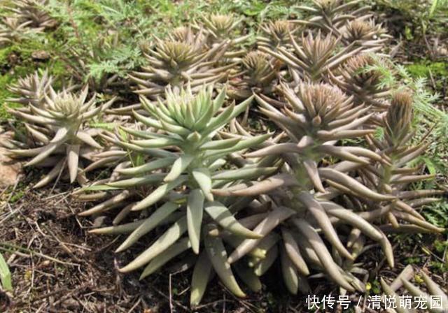 农村屋顶长“瓦松”,可别轻易拔掉,这东西好着呢