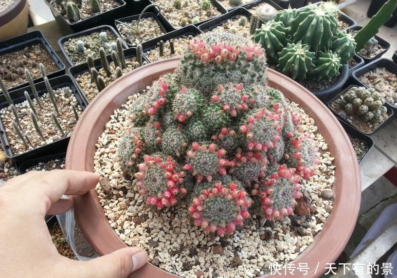 这些花不吉利又难听,开花再漂亮,也不敢在家养