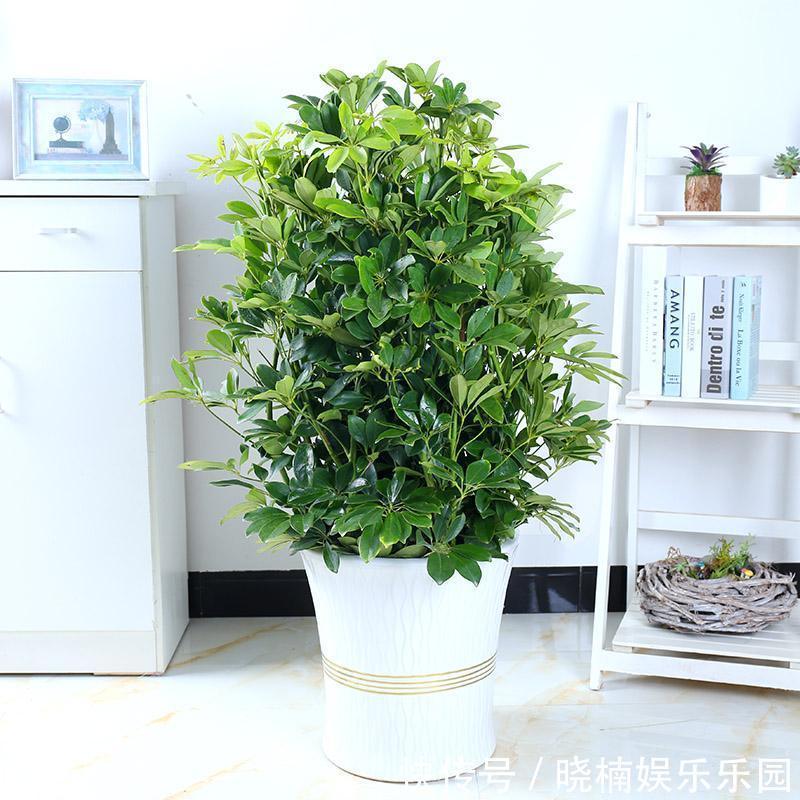 客厅见树,后代富足,7种“吉利树”,随便养一盆,养人又旺家